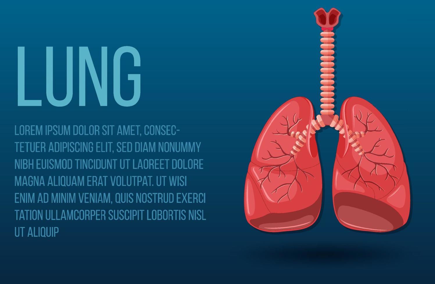 Human internal organ with lungs vector