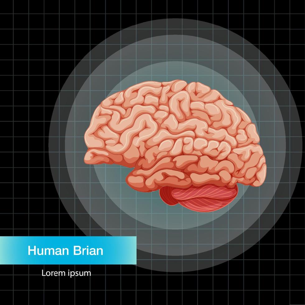 órgano interno humano con cerebro vector