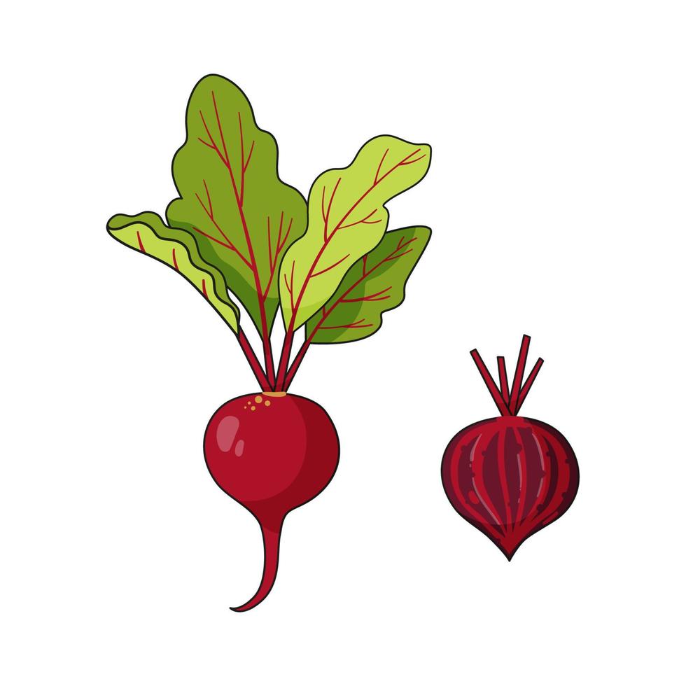 conjunto de verduras de temporada de verano - remolacha roja madura y media remolacha vector
