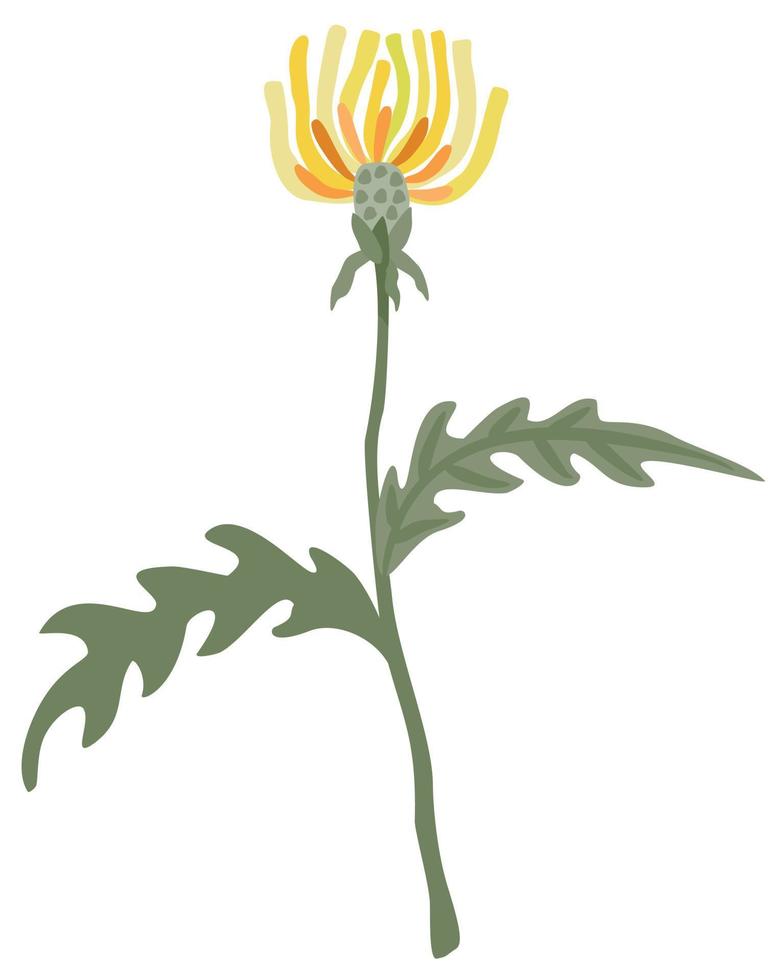 Vector isolated illustration of dandelion with leaves.