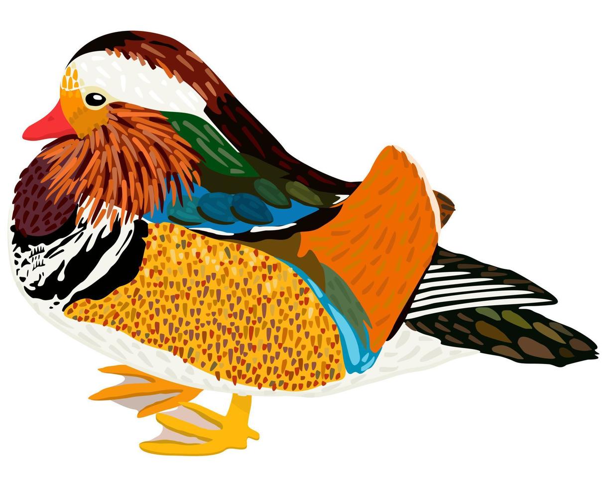 Vector bright isolated illustration of mandarin duck.