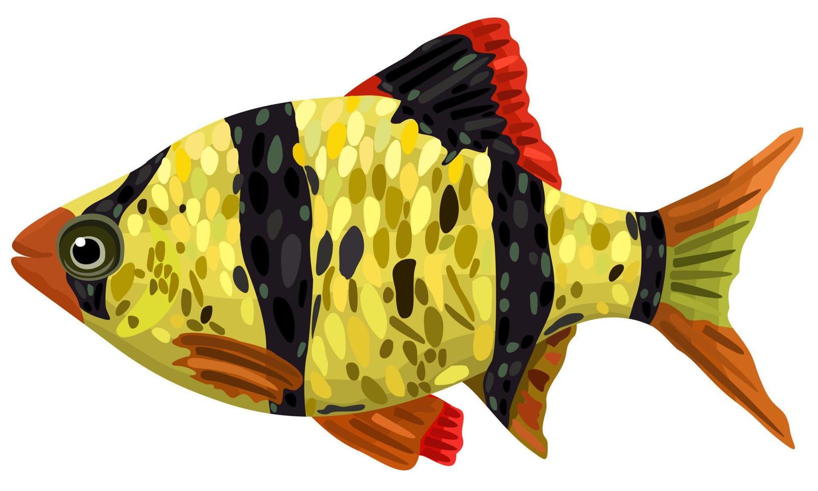 ilustración vectorial aislada de peces barbus decorativos. vector