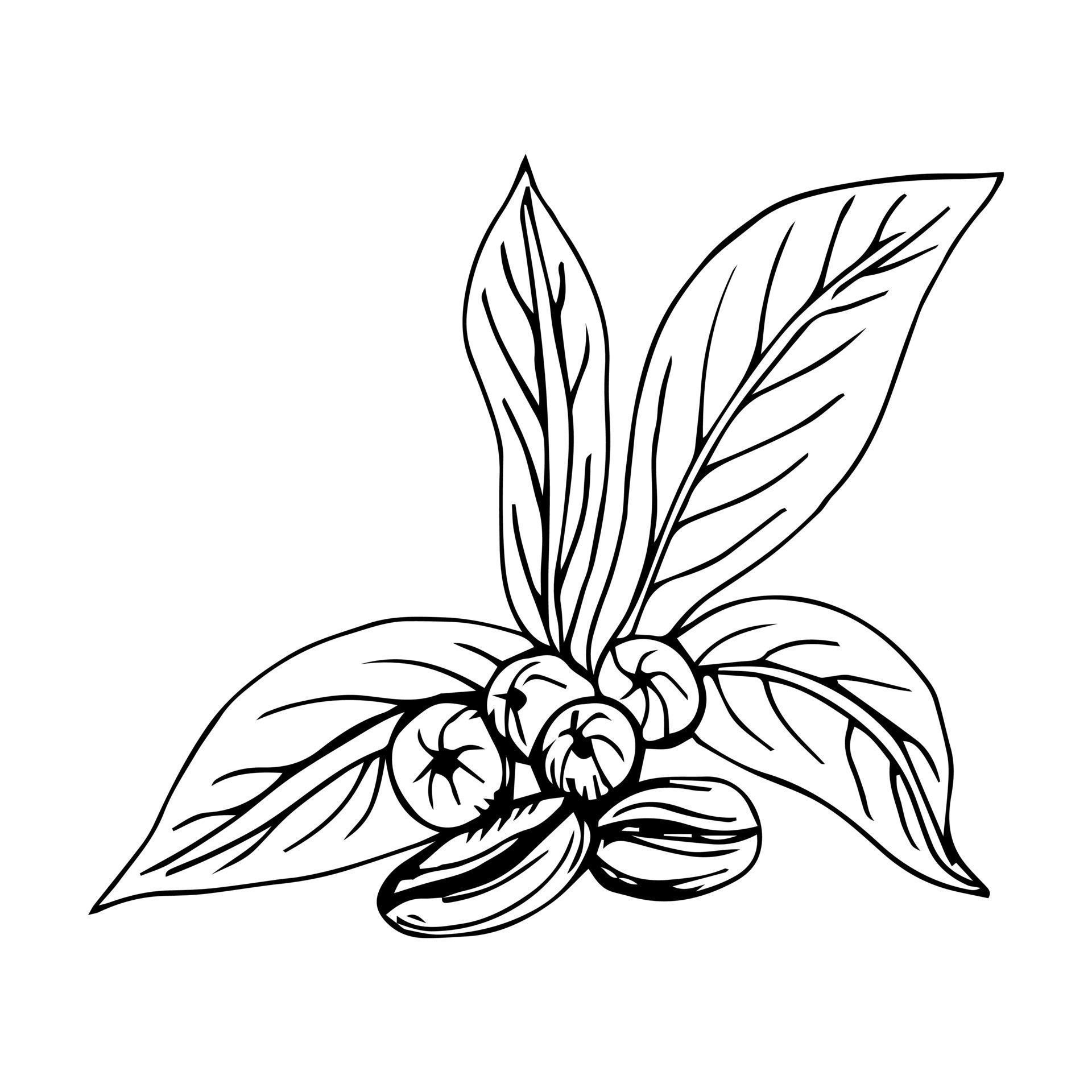 painted coffee beans, sketch, vector drawing, perfect ingredient, grain