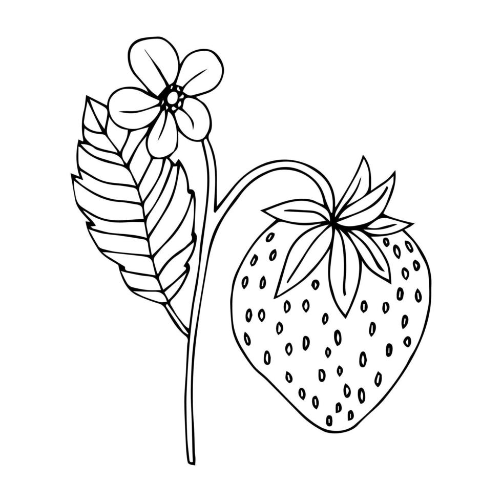 Strawberry hand drawn outline doodle icon. Vector sketch drawing of healthy berry - fresh raw strawberry for print, web, mobile and infographics isolated on white background.