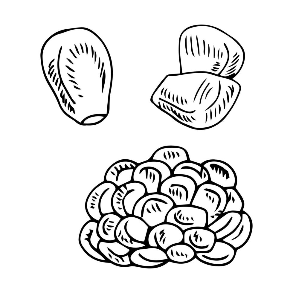 boceto o maíz maduro dibujado a mano en la mazorca con texto vector