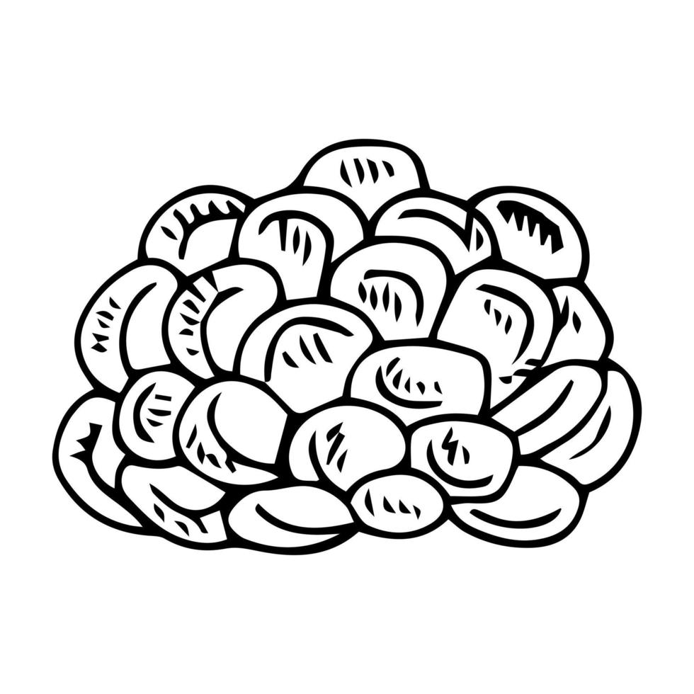 sketch or hand drawn ripe corn on the cob with text vector