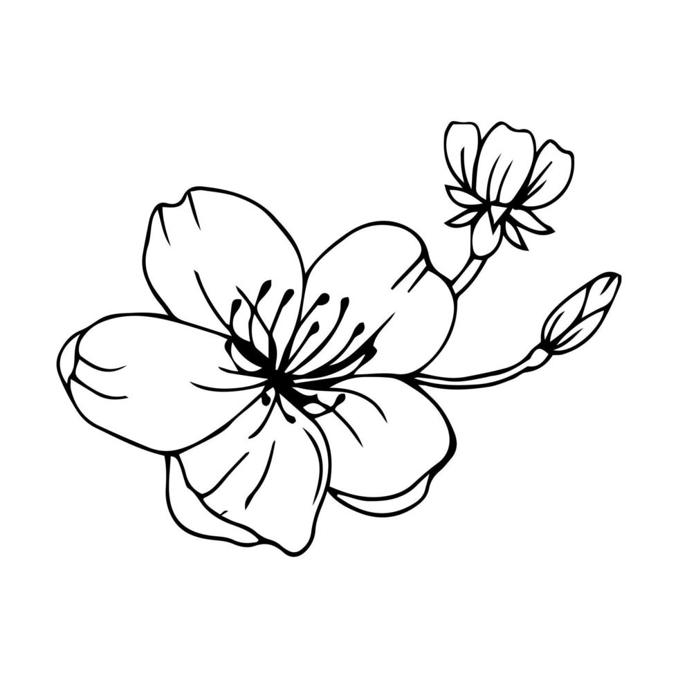 Sakura flower doodle icon. Back line isolated on white. One line contour floral drawing.Vector illustration vector