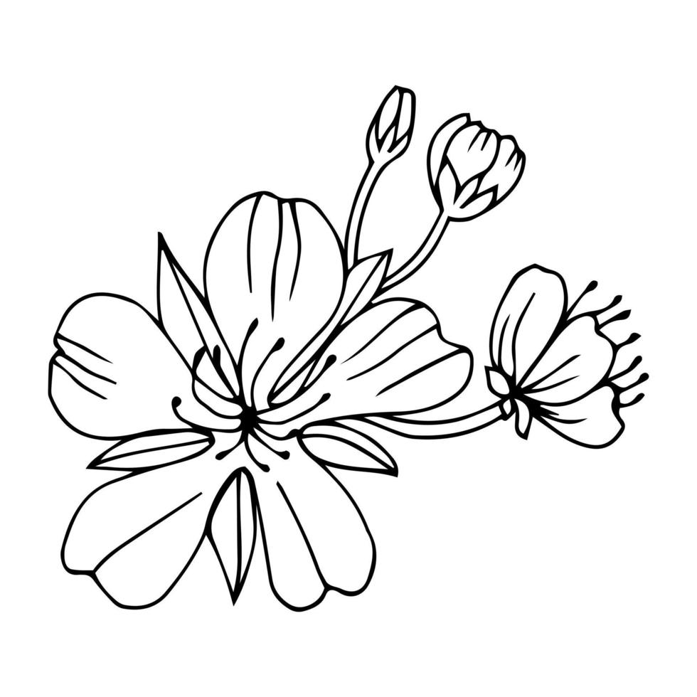 Sketch of spring flowers of quince, almond, apple tree branches with buds and flowers. Hand draw botanical doodle vector illustration in black contrast with white fill.