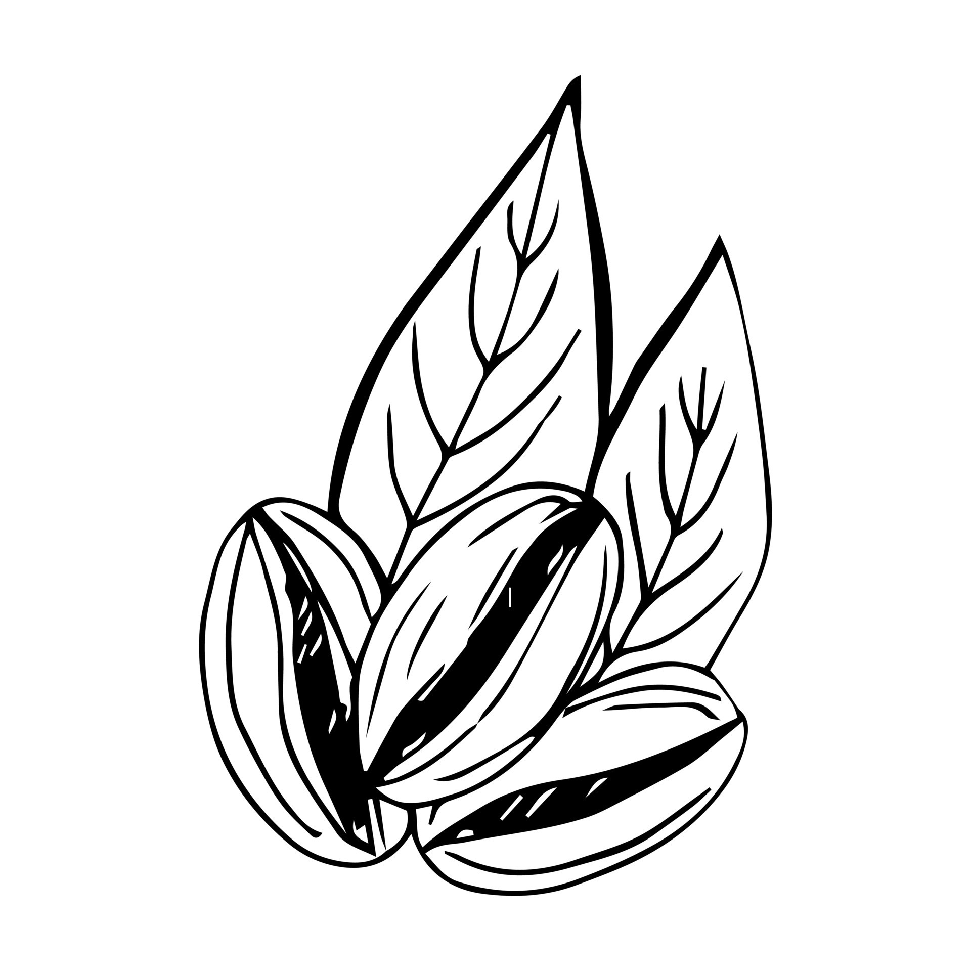 painted coffee beans, sketch, vector drawing, perfect ingredient, grain