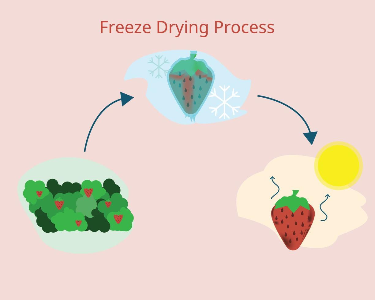 freeze drying process to freeze and dried fruit before selling vector