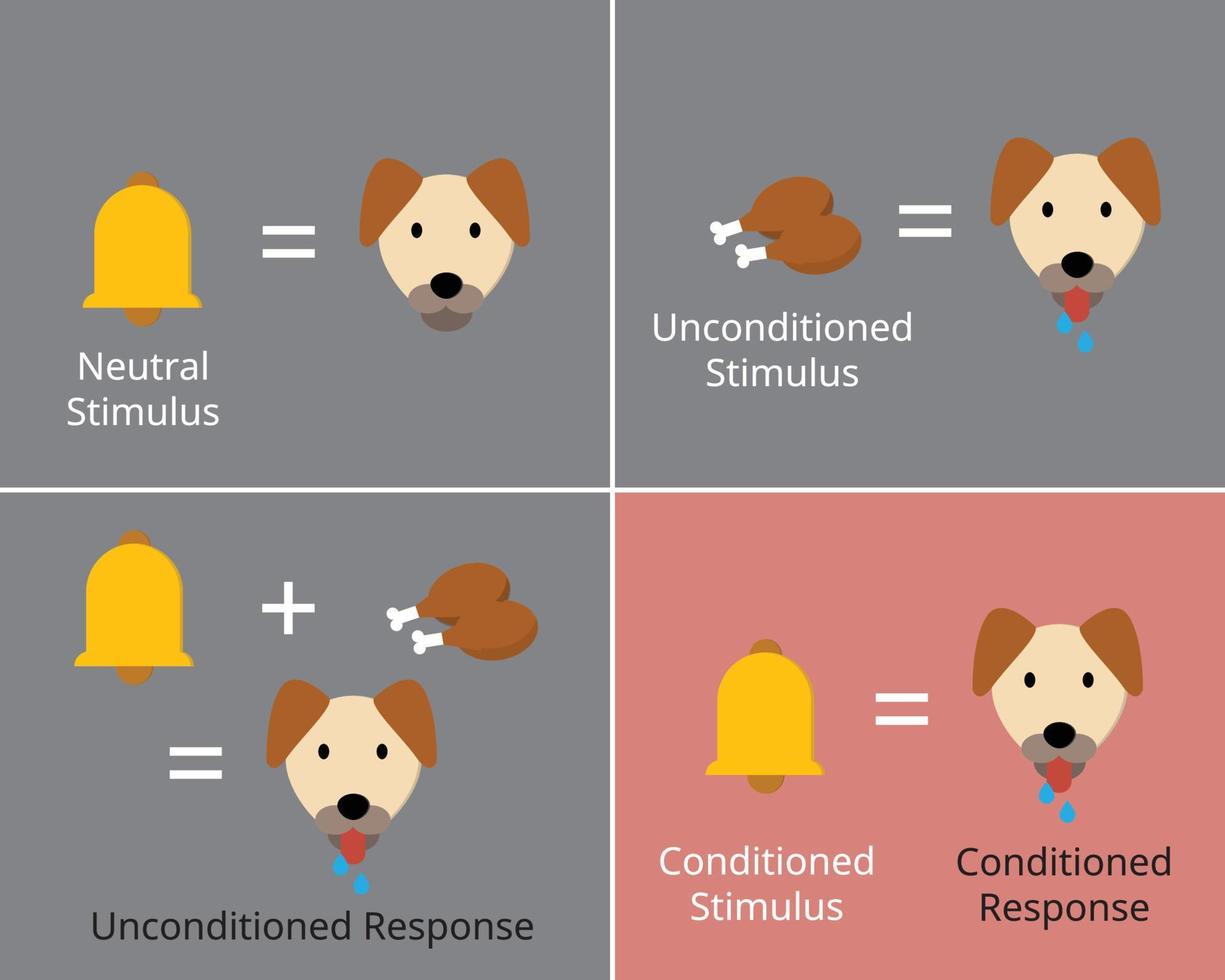 classical conditioning or Pavlovian or respondent conditioning for learning new stimulus vector