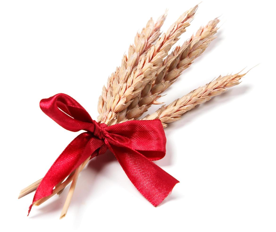 Ears of wheat photo