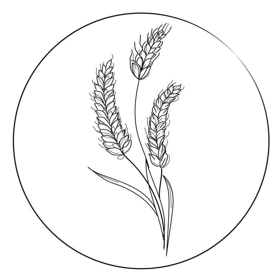 ilustración vectorial diseño de logotipo de trigo.boceto en blanco y negro.espigas de trigo dibujadas a mano en marco redondo aislado sobre fondo blanco,icono. vector