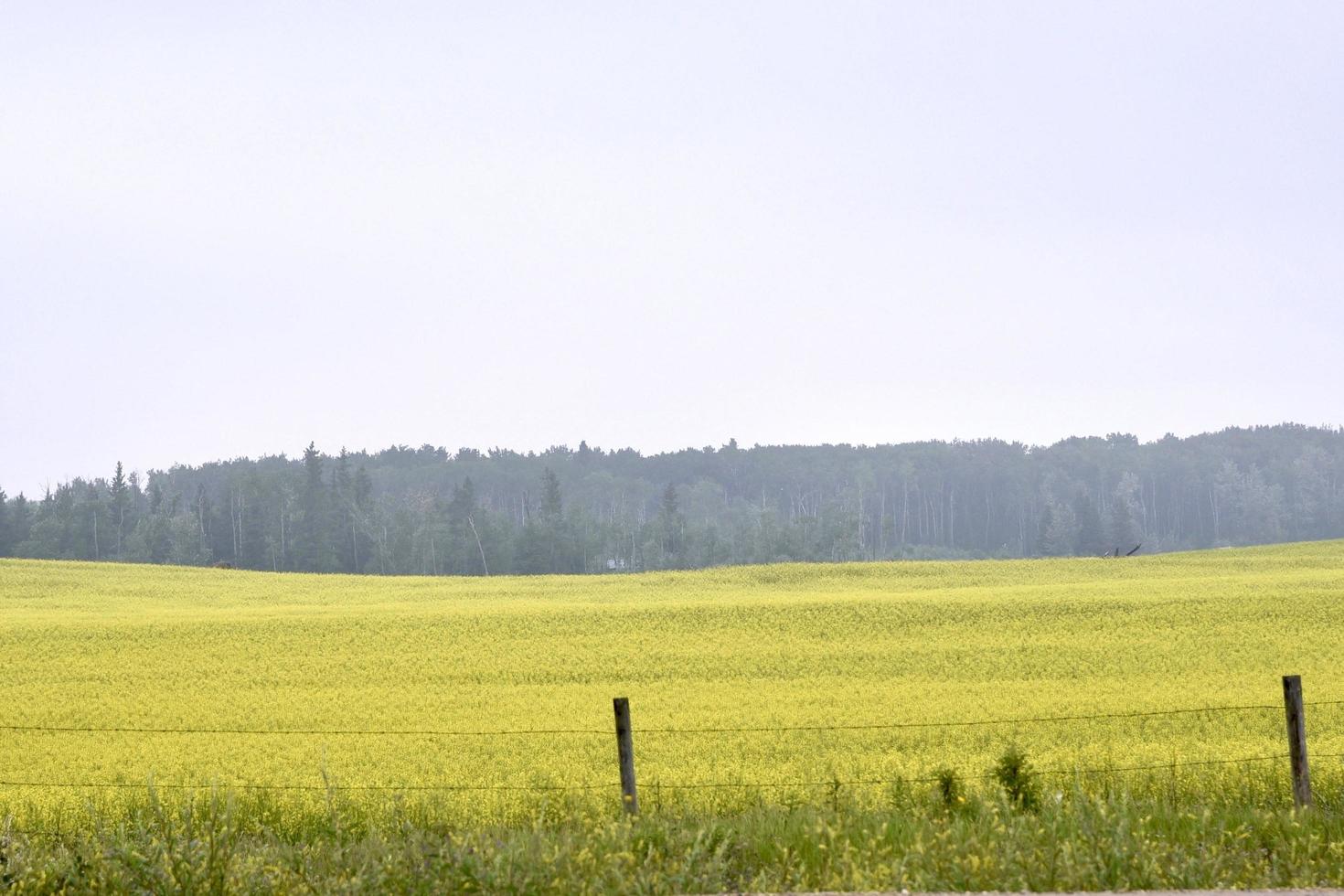 un campo amarillo de canola en un día de verano foto