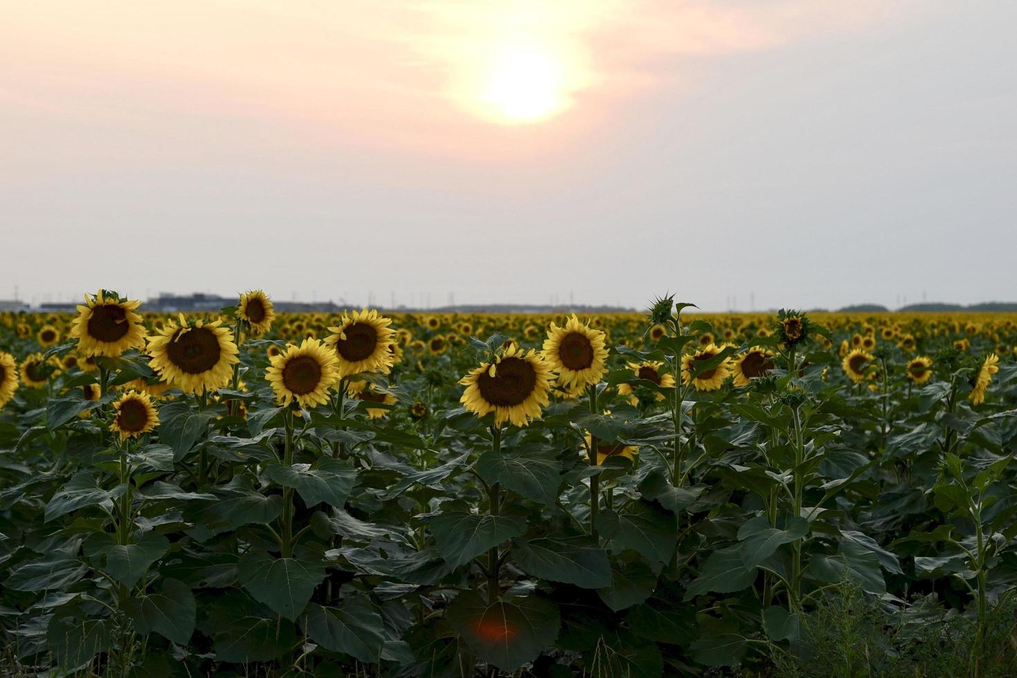 a field of sunflowers on a summer evening photo
