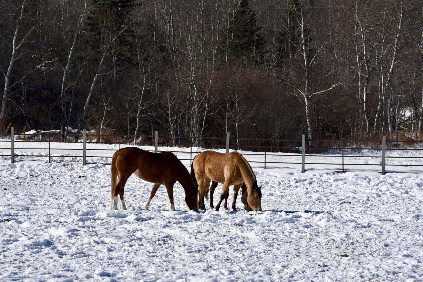 two horses look for food in the snow photo
