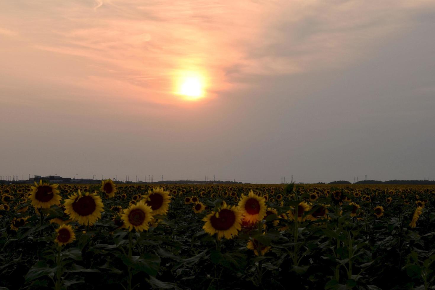 puesta de sol sobre un campo de girasoles foto