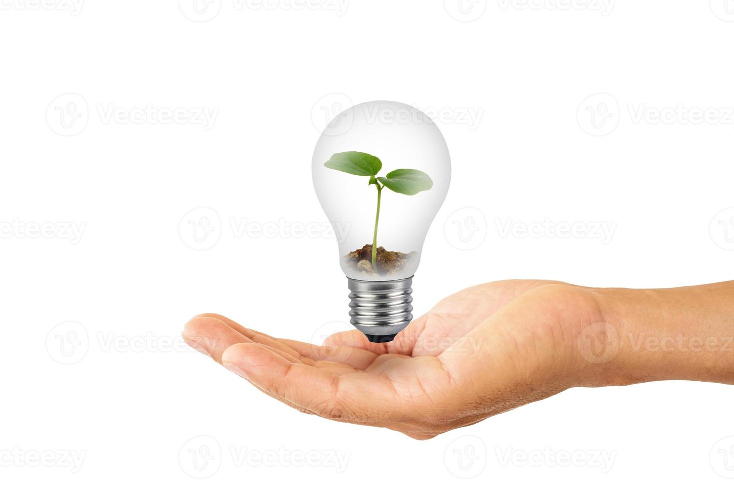 sapling in lightbulb on hand photo