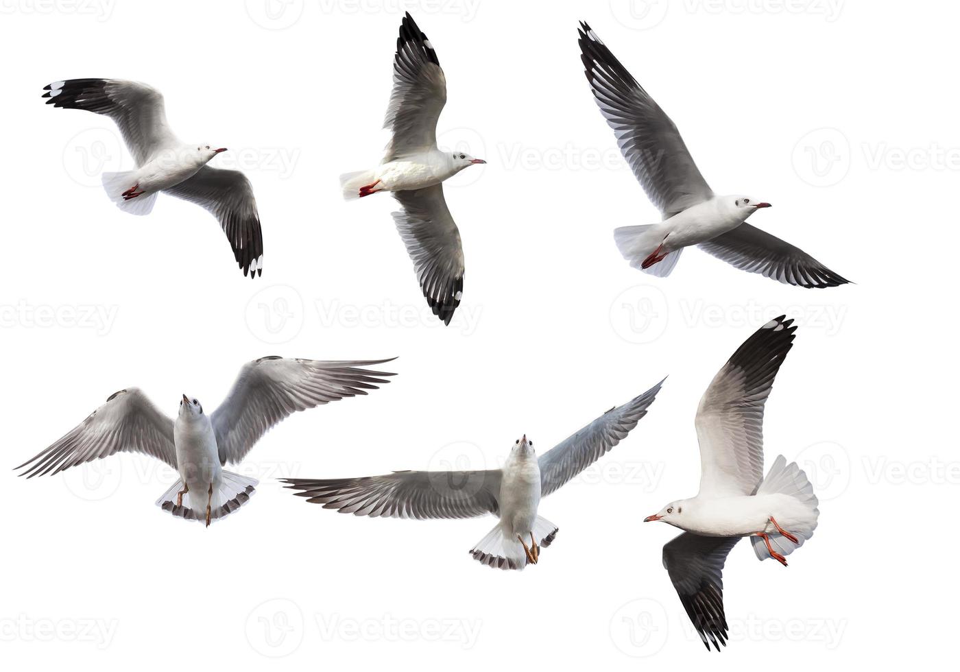 Seagulls on white background photo