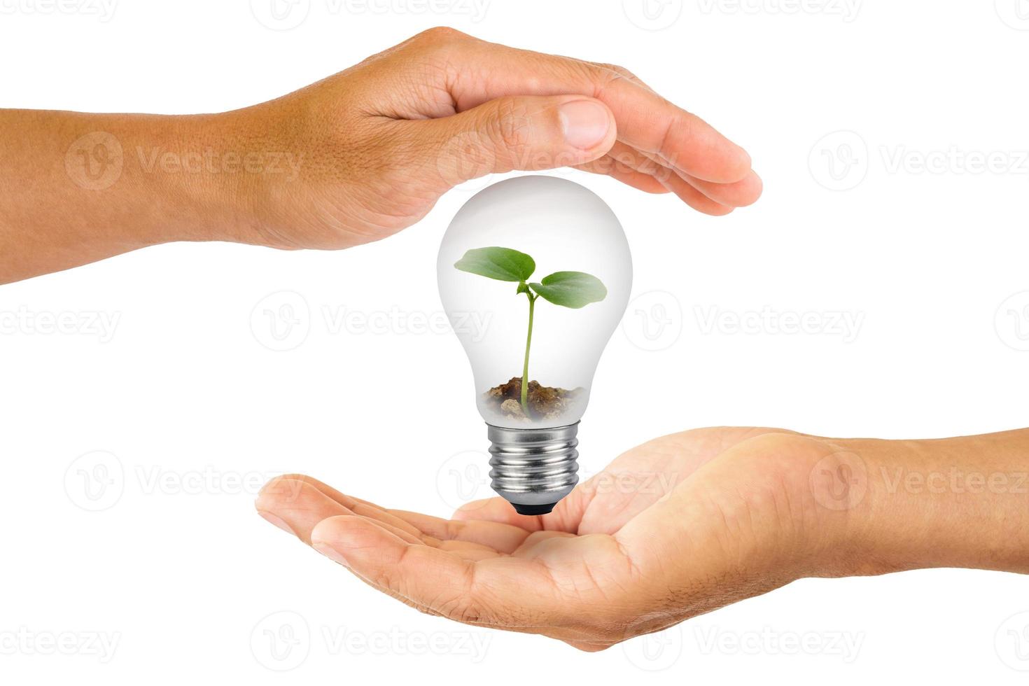 sapling in lightbulb on hand photo