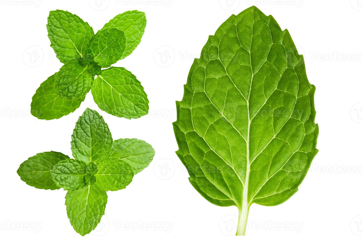 Fresh mint leaves 7389073 Stock Photo at Vecteezy