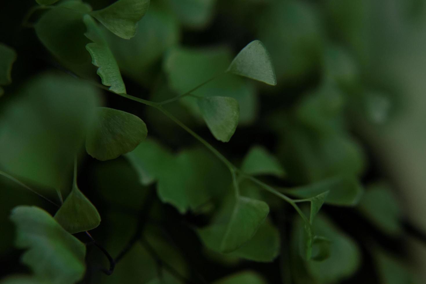 Maidenhair Fern Closeup photo