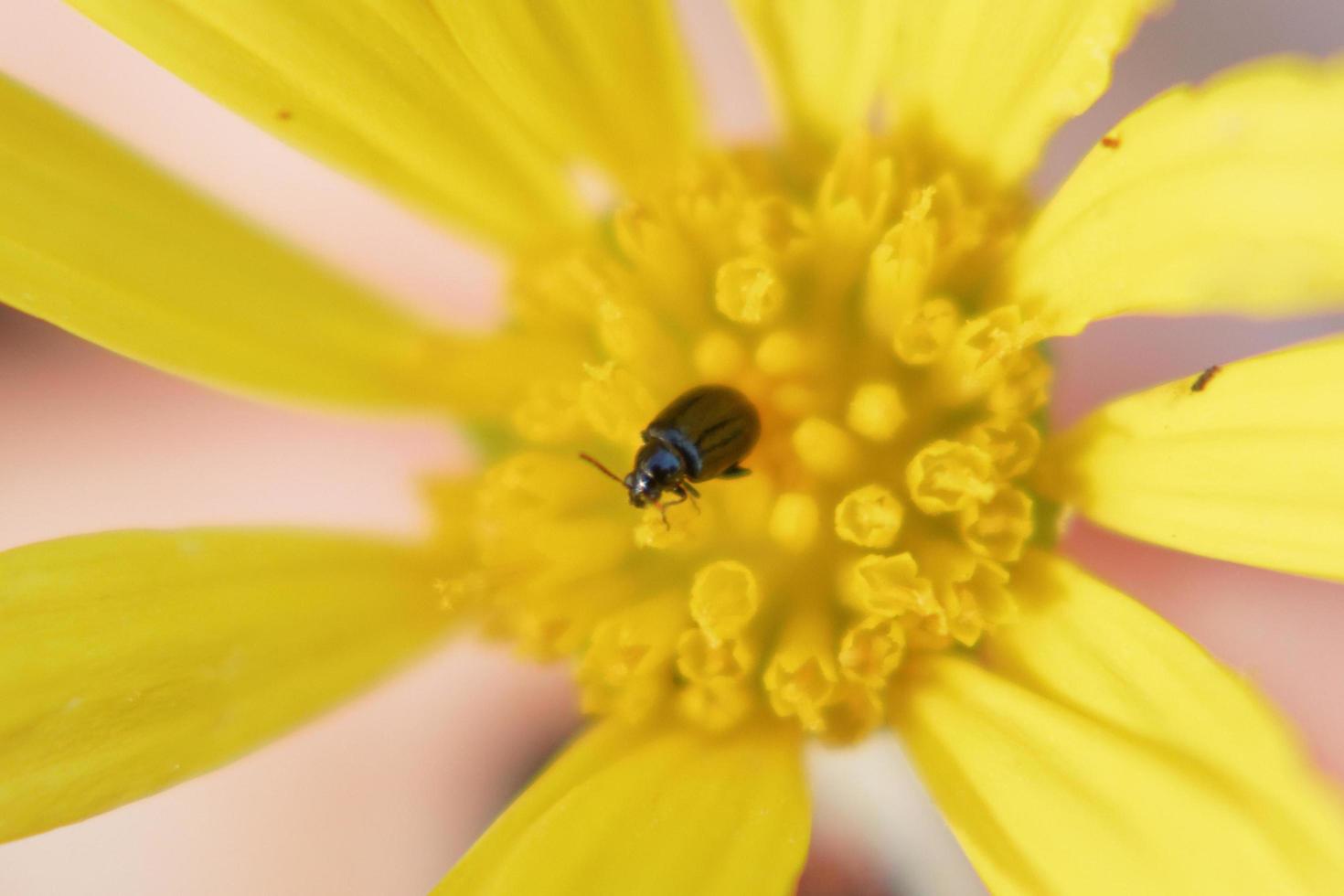 flor amarilla con escarabajo foto