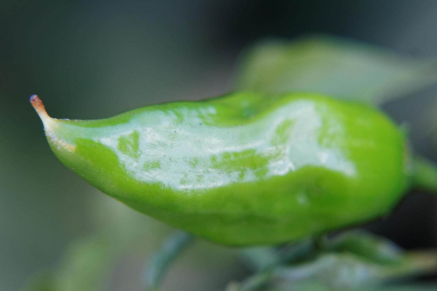 chile verde joven foto