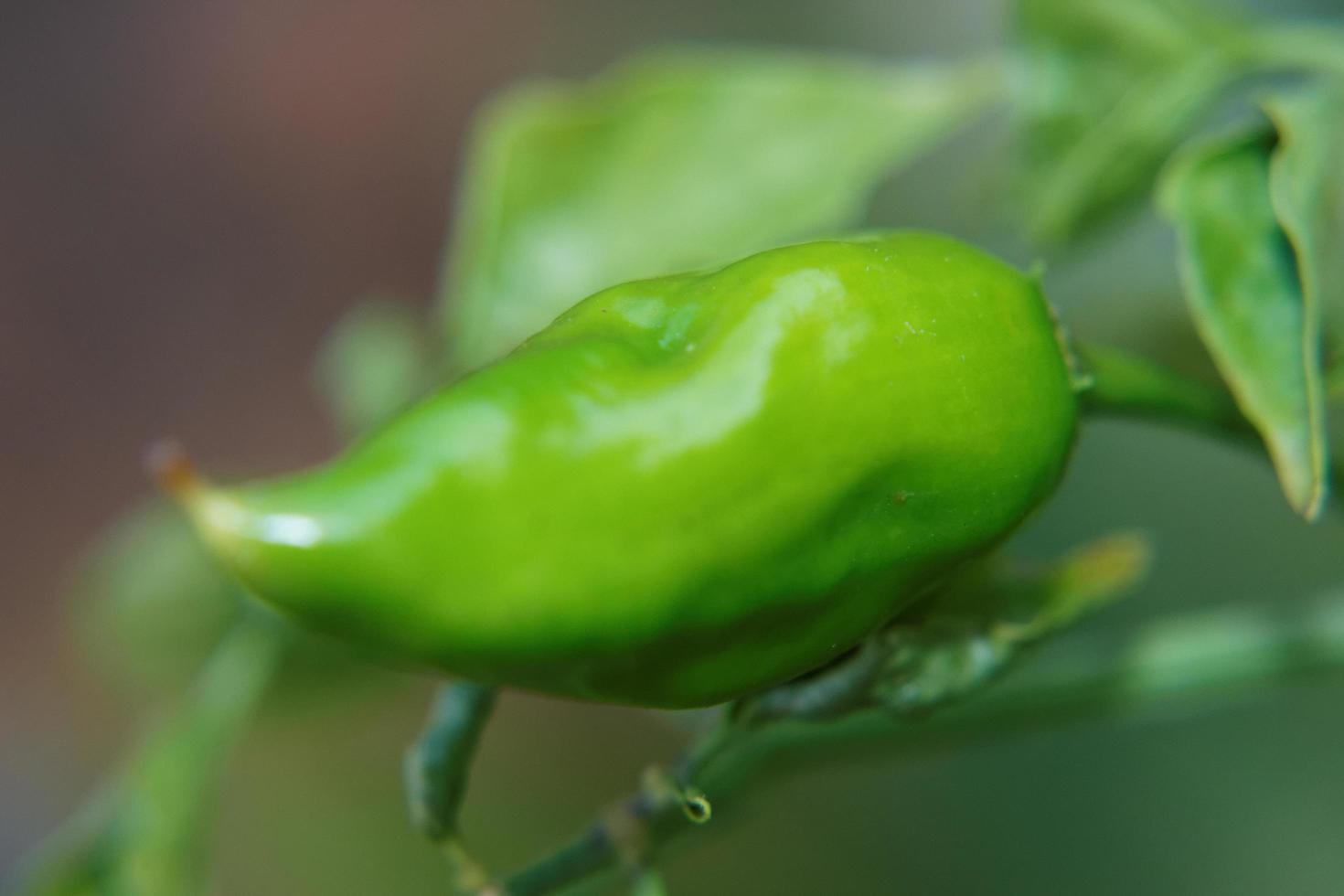 chile verde joven foto