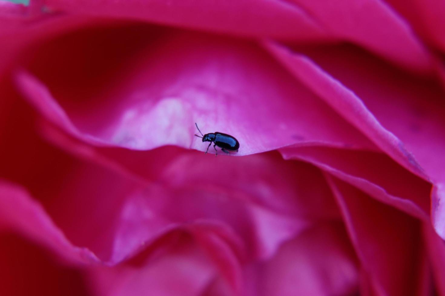 Pink Rose Closeup photo