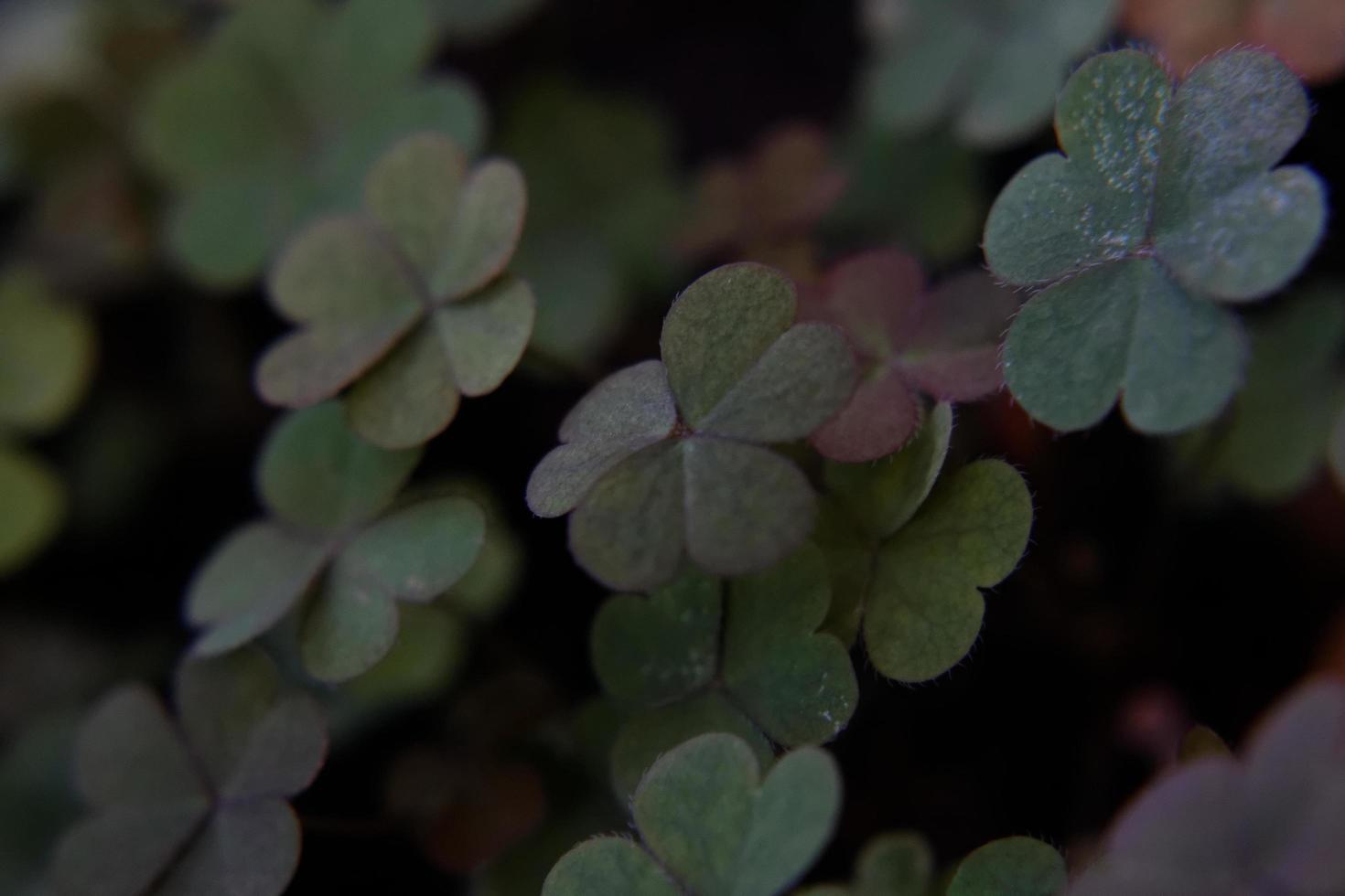 Clover Leaves Macro photo