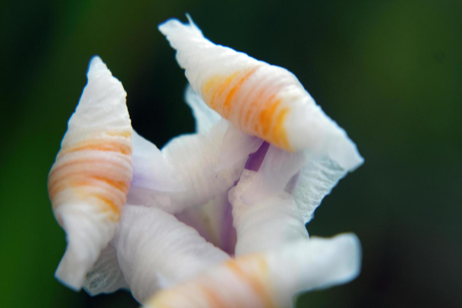 Folded Iris Flower photo