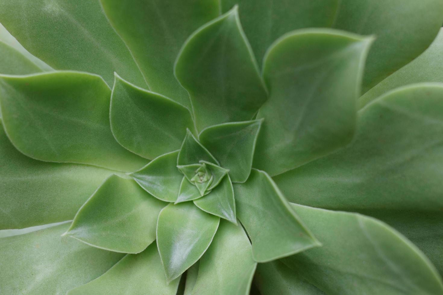 Green Echeveria Closeup photo