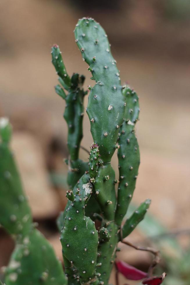 Prickly Pear Plant photo