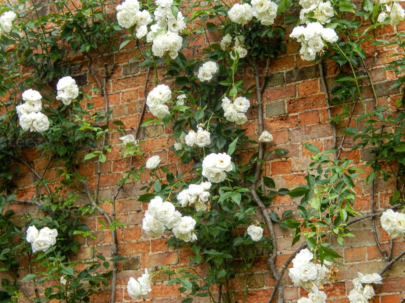 white rose flowers growing at a wall in the garden on a gloomy day photo