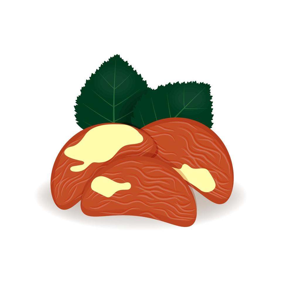 Brazil nuts in cartoon style, vector illustration, realistic isolated nuts for your product, fresh whole, leaves and nuts on a white background