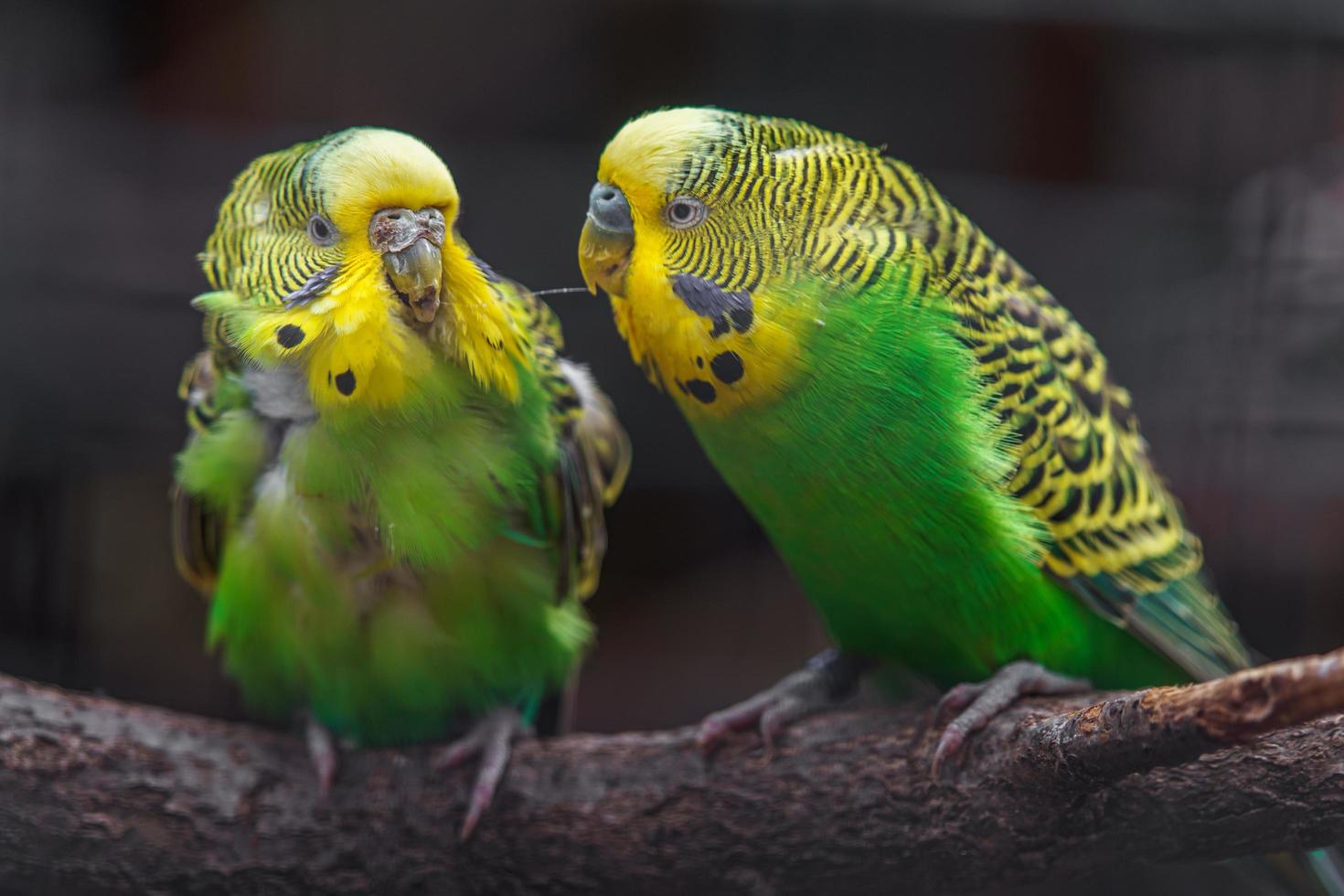 Budgerigar on branch photo