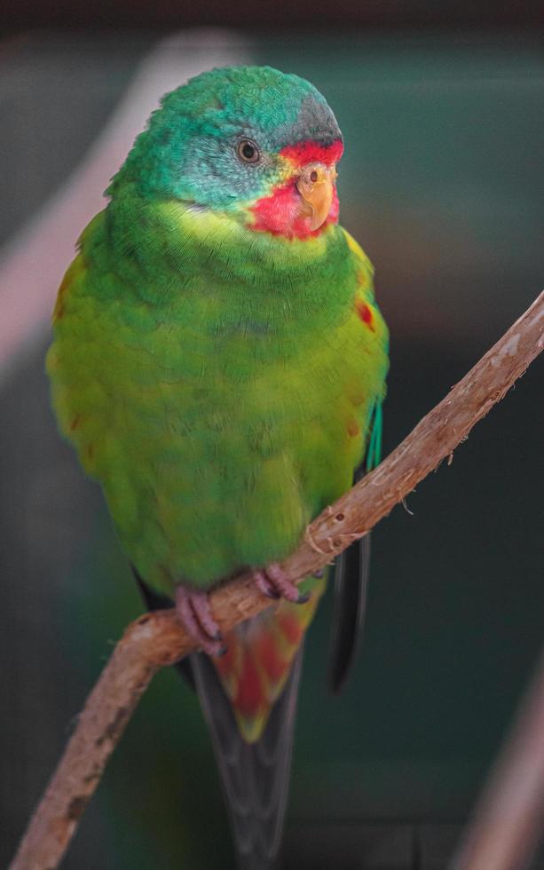 Portrait of Swift parrot photo