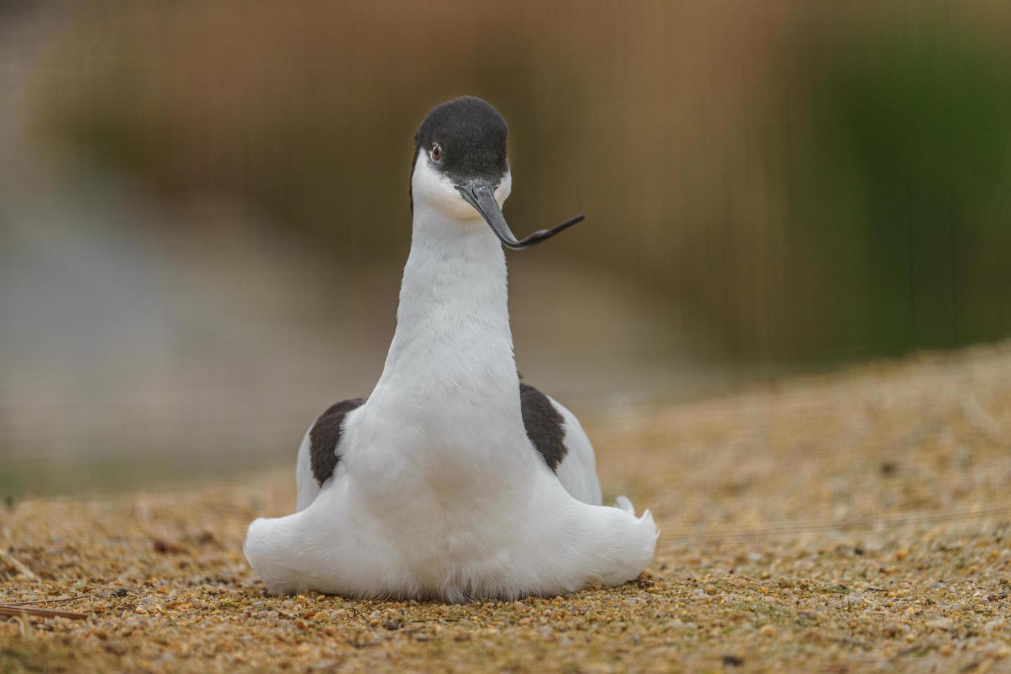 retrato, de, pied, avoceta foto