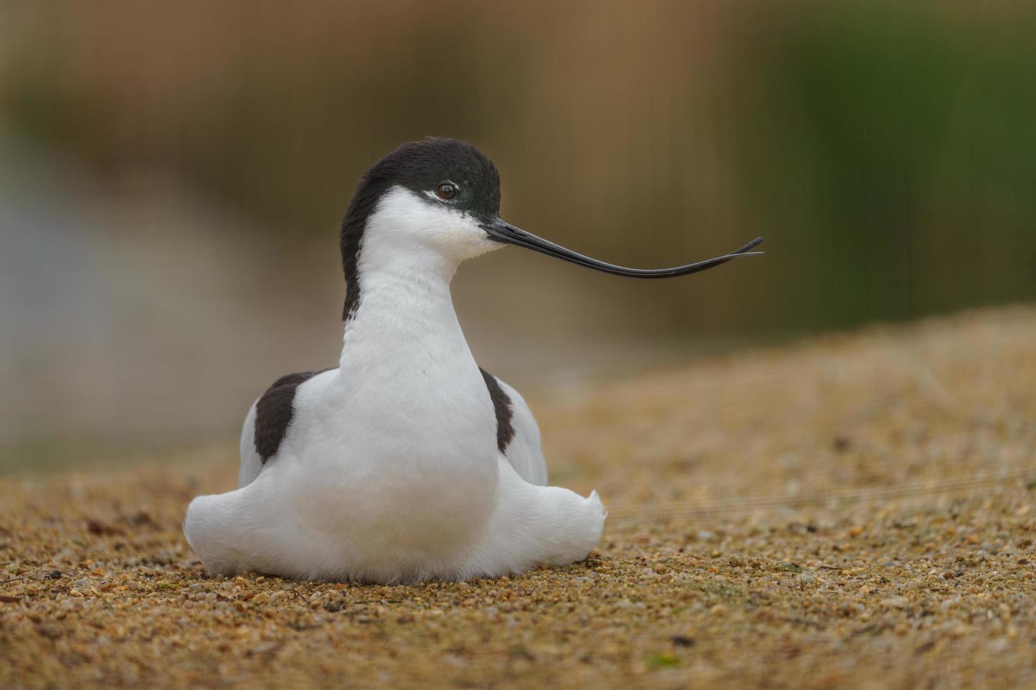 Portrait of Pied avocet photo