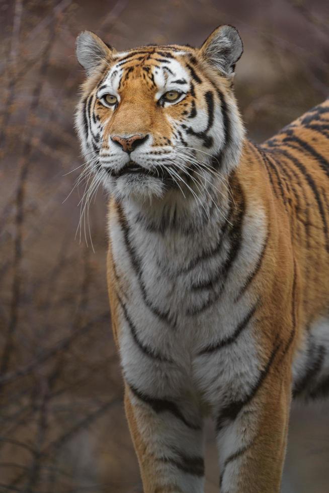 Siberian tiger in zoo photo