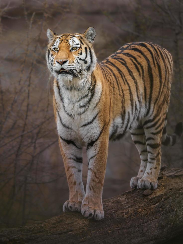 Siberian tiger in zoo photo