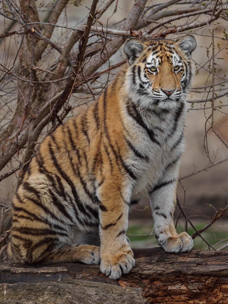 Siberian tiger in zoo photo