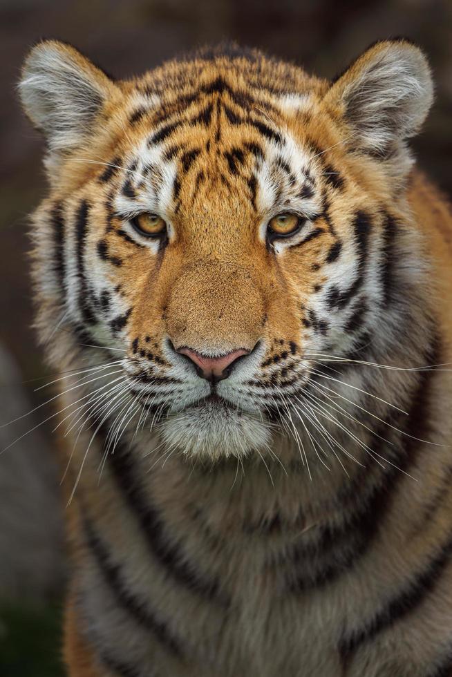 Siberian tiger in zoo photo