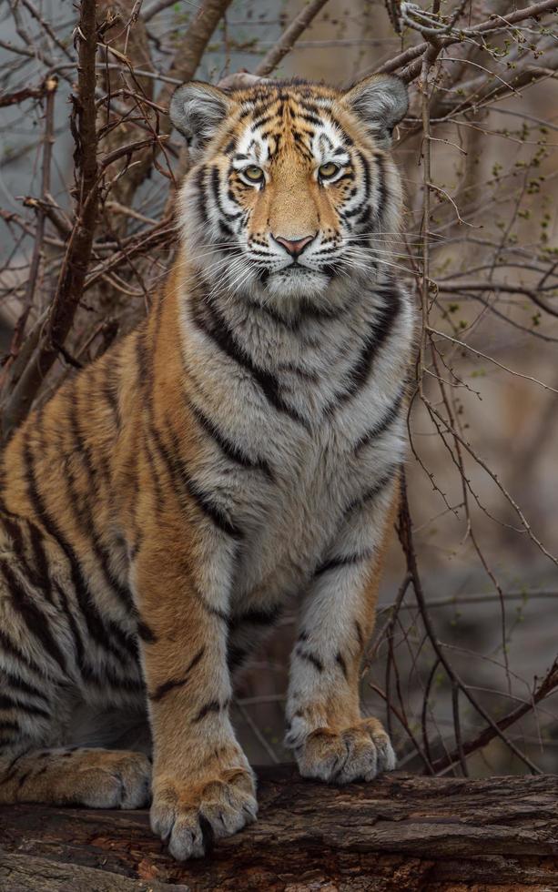 Siberian tiger in zoo photo