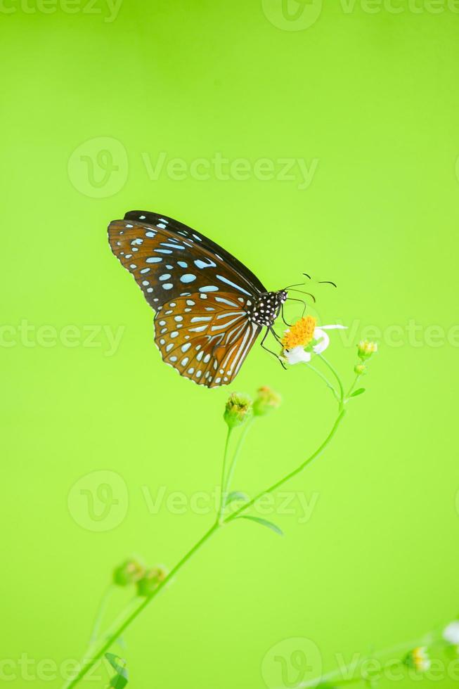 Beautiful butterflies in nature are searching for nectar from flowers in the Thai region of Thailand. photo