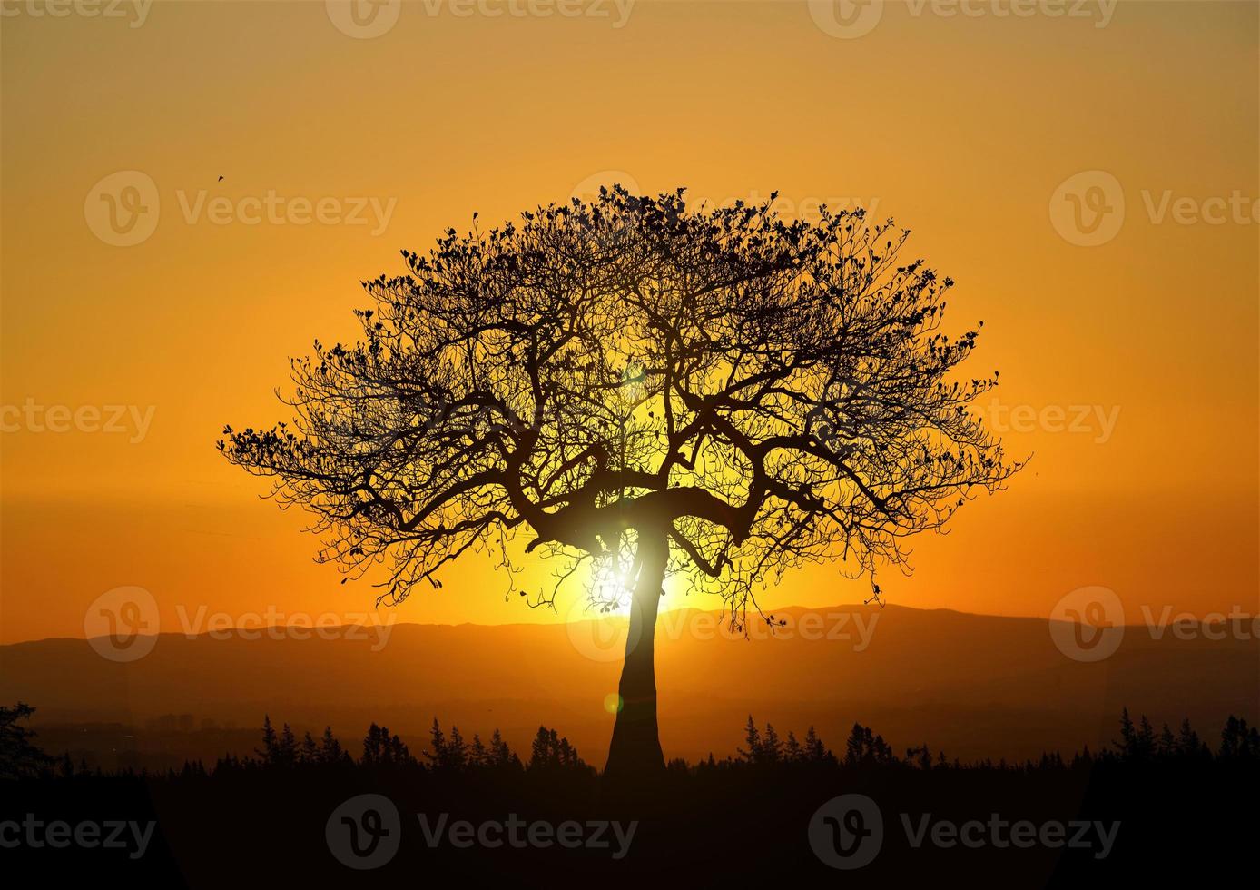 Trees in nature with beautiful sunsets. sunset view concept photo