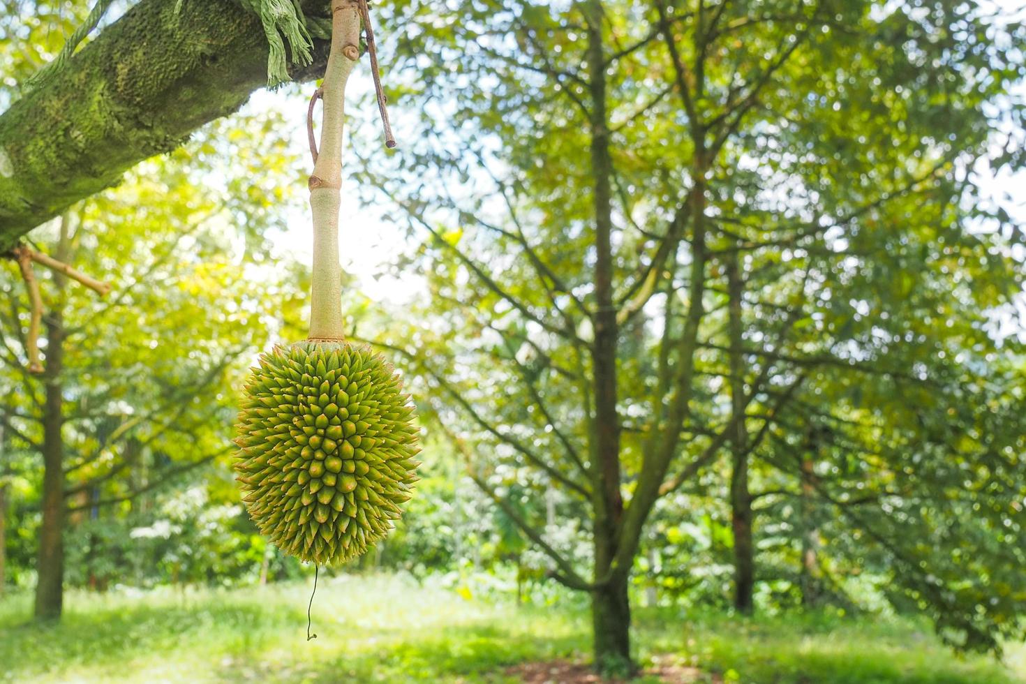 Thai fruit and durian concept photo