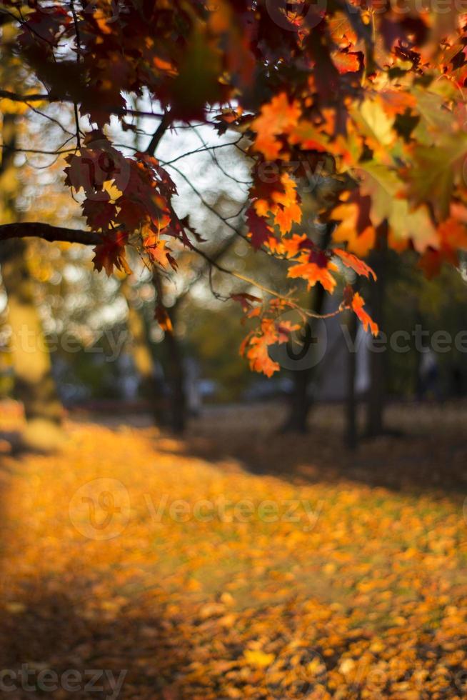 autumn  trees forest orange photo
