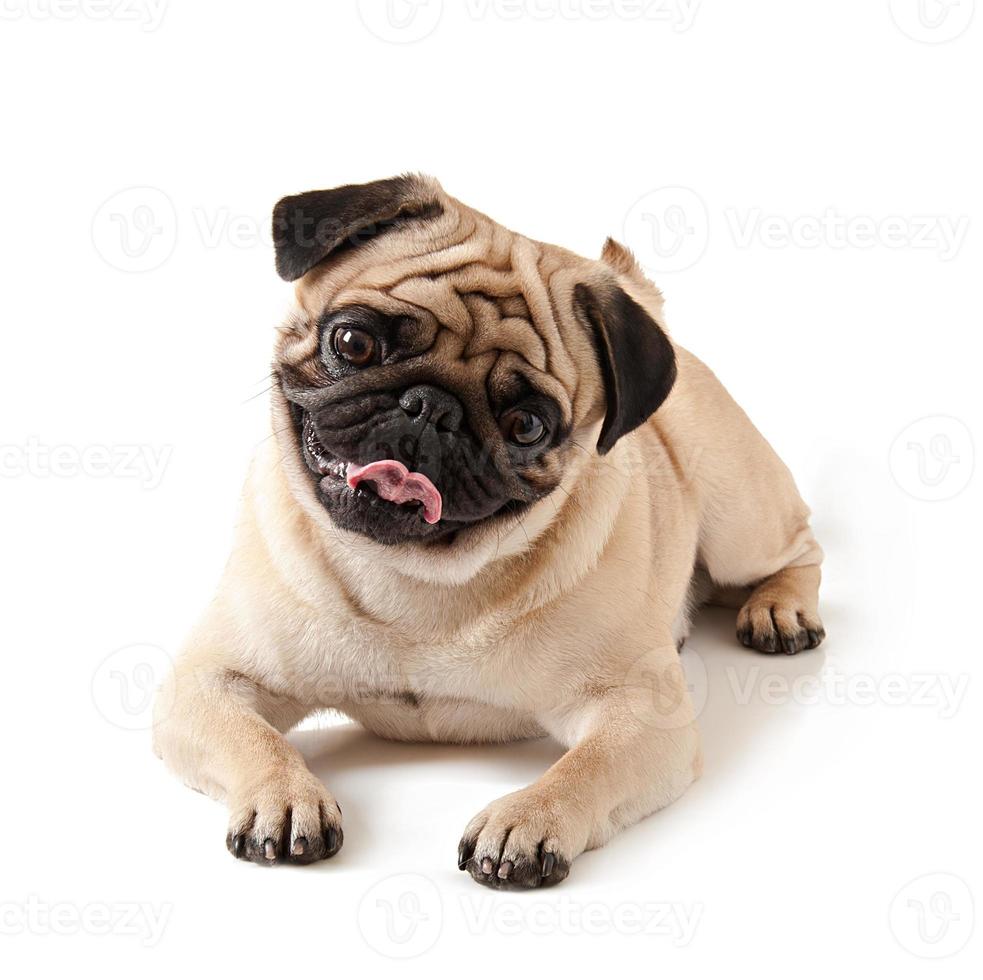 Perro pug aislado sobre un fondo blanco. foto